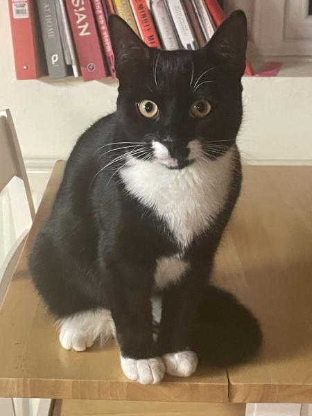 Kitten going out/other cat advice
