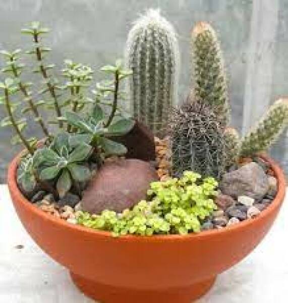 Can you recommend a houseplant for these criteria?!