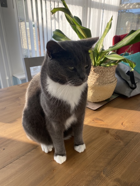 Can’t stop crying - our cat has been killed just before Christmas 