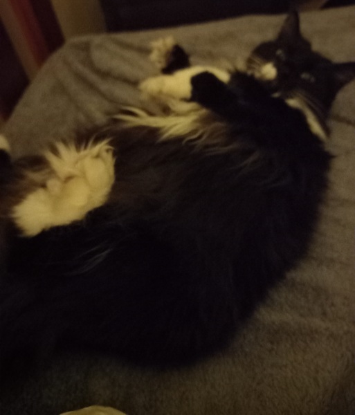 Hundreds of cats, thousands of cats, millions and billions and trillions of cats