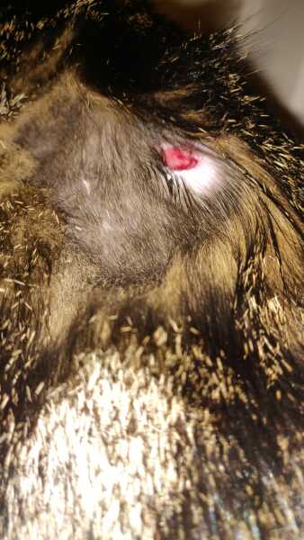 Burst abscess (pic)