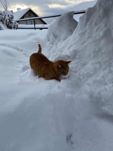 Cat outside in freezing temps
