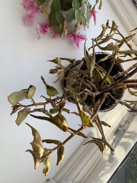 Indoor begonia leaves curling (PHOTO)