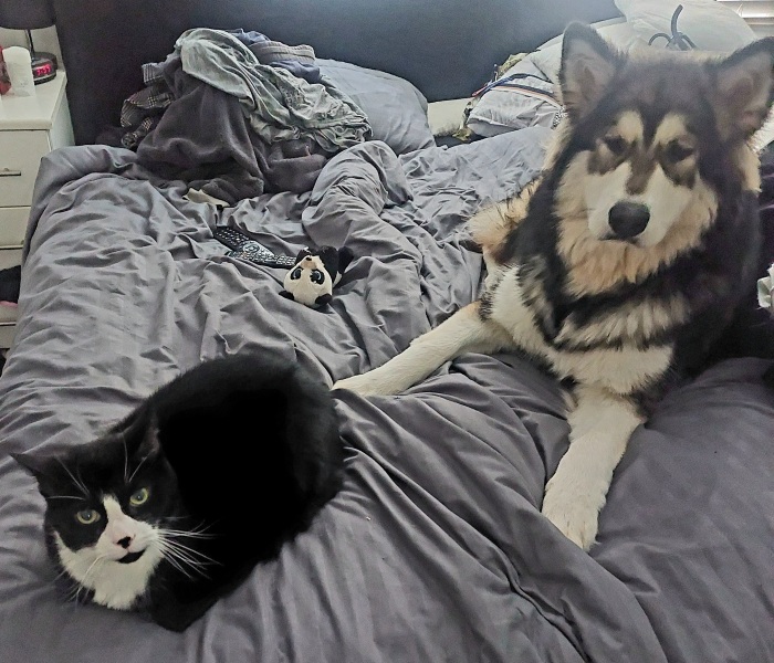 I think I’ve made a mistake getting a puppy