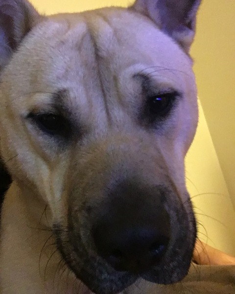 To love to sniff the top of my dog's head?