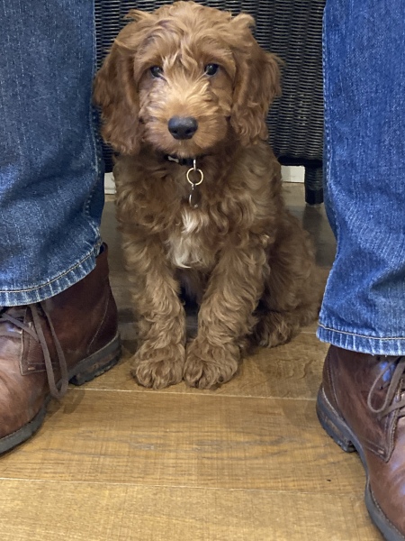 Puppy Survival Thread - as we approach Fireworks night for the first time…
