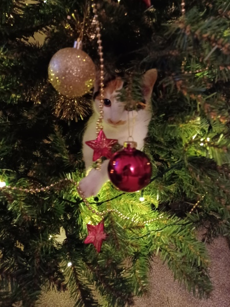 Cat versus Christmas tree - any pics? (lighthearted)