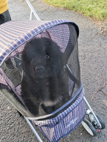 Puppy Survival Thread - as we approach Fireworks night for the first time…