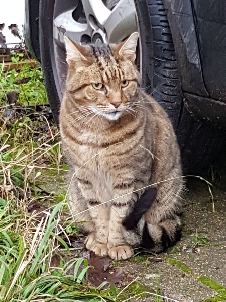 Thug cat part 4.  After all, it's not my Axminster.
