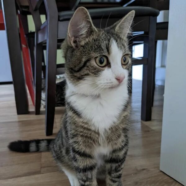 Dealing with the loss of a kitten