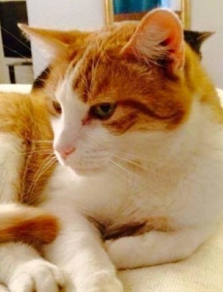 Hundreds of cats, thousands of cats, millions and billions and trillions of cats