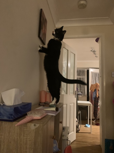 How to get kitten out of bloody Xmas tree