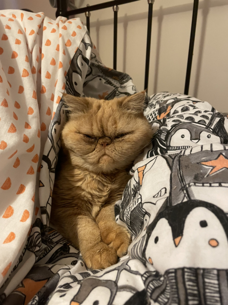 Cheddar has evicted Magic