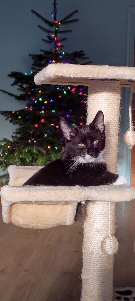 Hundreds of cats, thousands of cats, millions and billions and trillions of cats