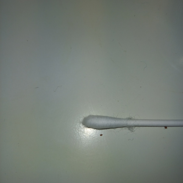 Too small for a bed bug?