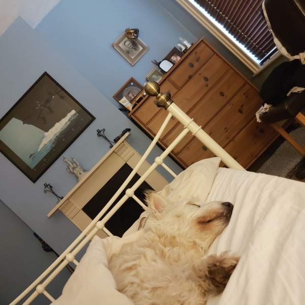 Snoring dog 😍