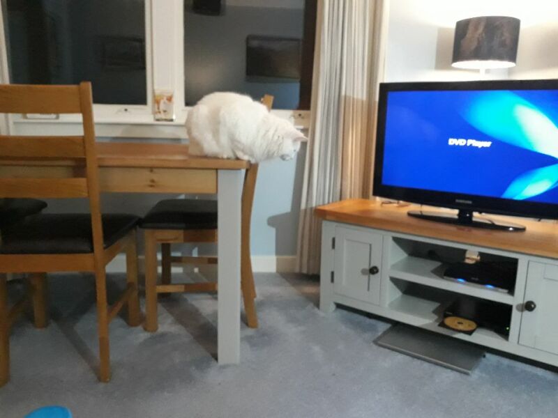 Hundreds of cats, thousands of cats, millions and billions and trillions of cats