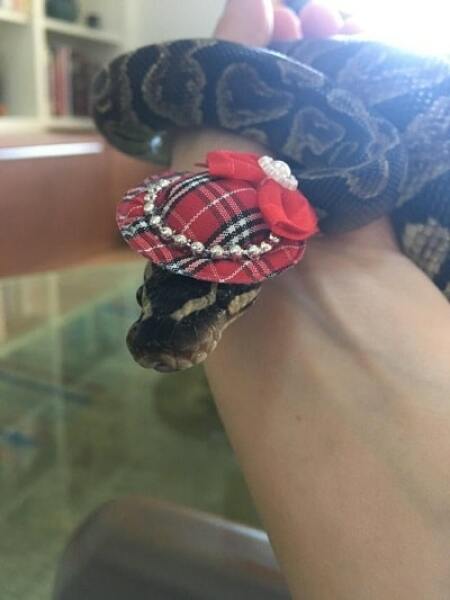 Yes, snakes have clitorises. 