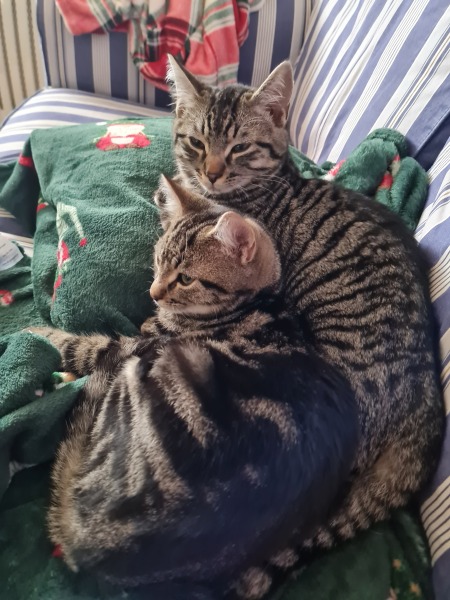 Show off your rescues!