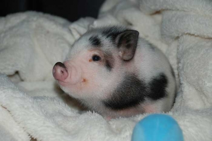 To point out that PigletJohn was mentioned in an Express article? 