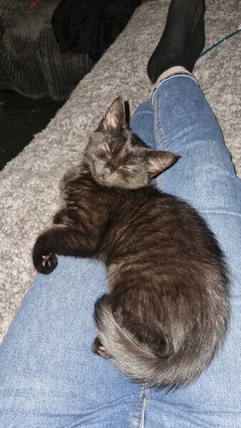 Kitten grumbling belly