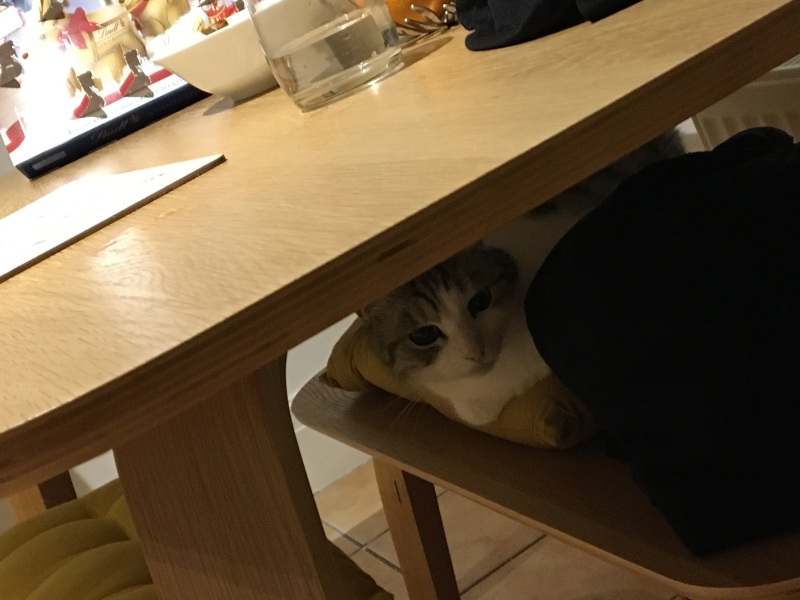 Tiny mouse just ran in house and into my kitchen 