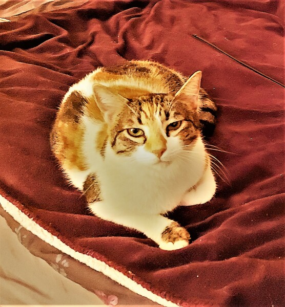 Hundreds of cats, thousands of cats, millions and billions and trillions of cats