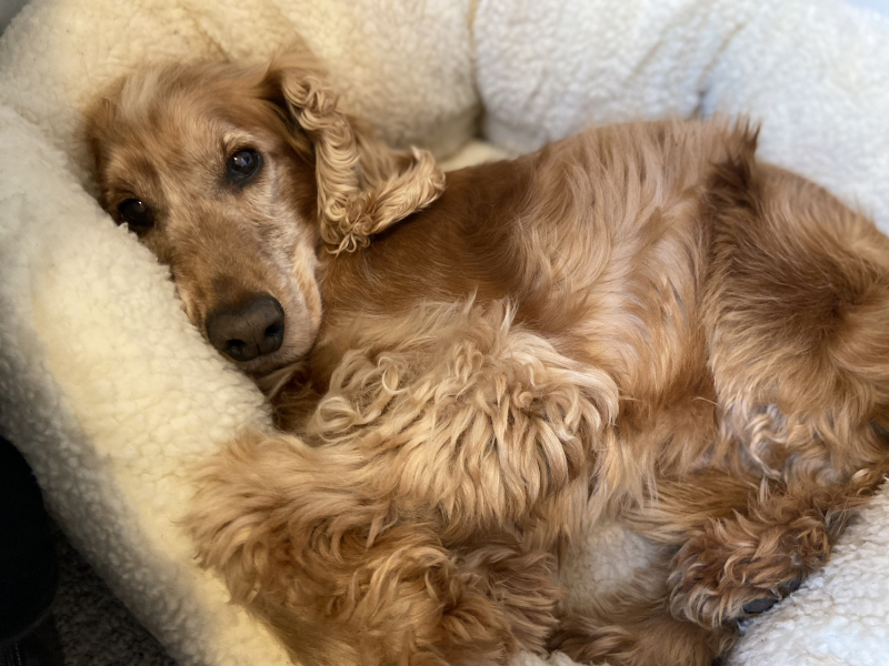 To love to sniff the top of my dog's head?