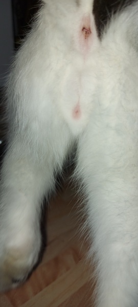 Help sexing kitten