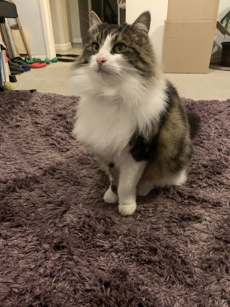Which cat starts the rumour? 
