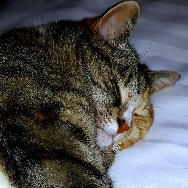 Hundreds of cats, thousands of cats, millions and billions and trillions of cats