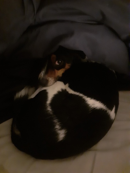 To ask you to tel me all the shit things about having a dog?