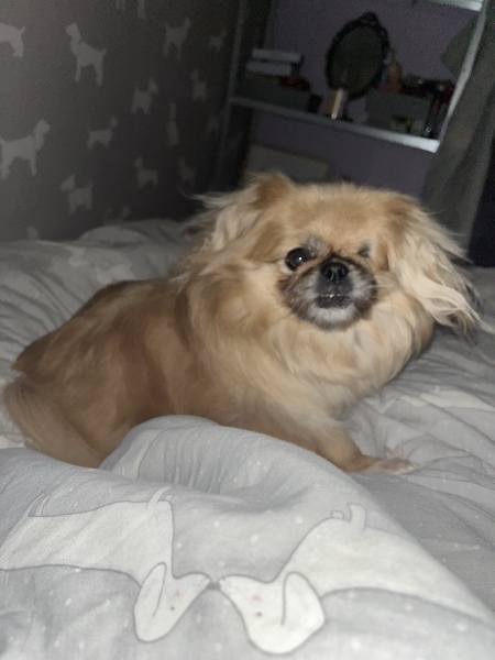 Do you let your dog sleep on your bed? I just imagine this is the most cosy feeling ever