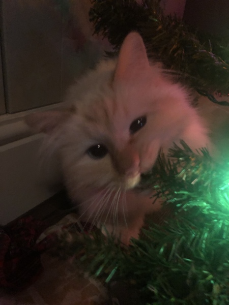 Cat versus Christmas tree - any pics? (lighthearted)