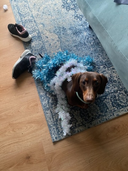 Gifts for dachshund lovers?!