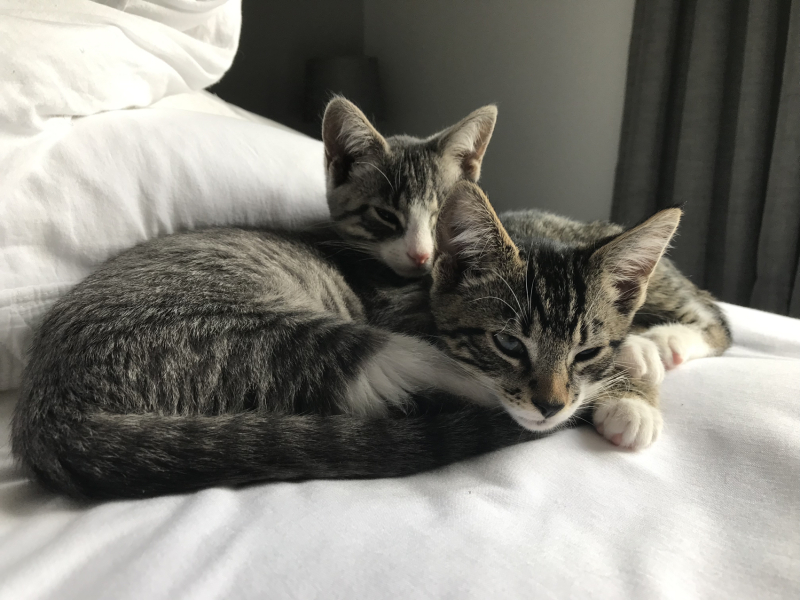 Show off your rescues!