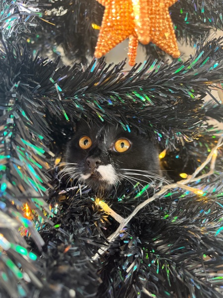 Cat versus Christmas tree - any pics? (lighthearted)