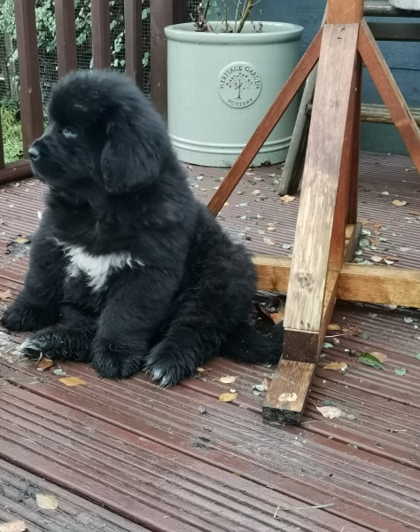 Puppy Survival Thread - as we approach Fireworks night for the first time…