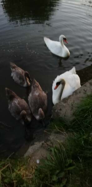 To want to shame the people responsible for the death of a well-known swan