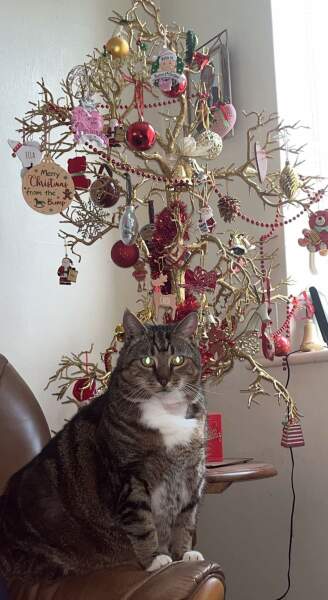 Hundreds of cats, thousands of cats, millions and billions and trillions of cats