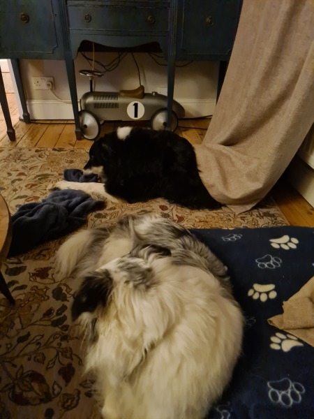 Please help - kitten won't stop chasing the dogs