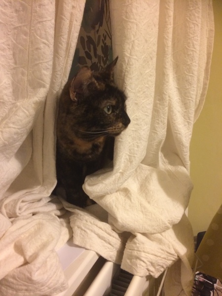 Show off your rescues!