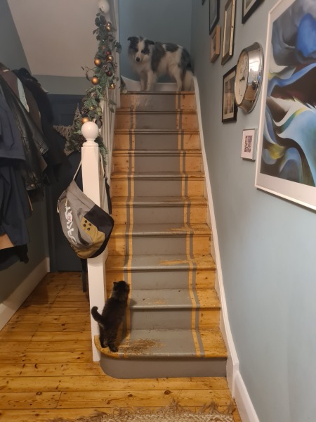 Please help - kitten won't stop chasing the dogs