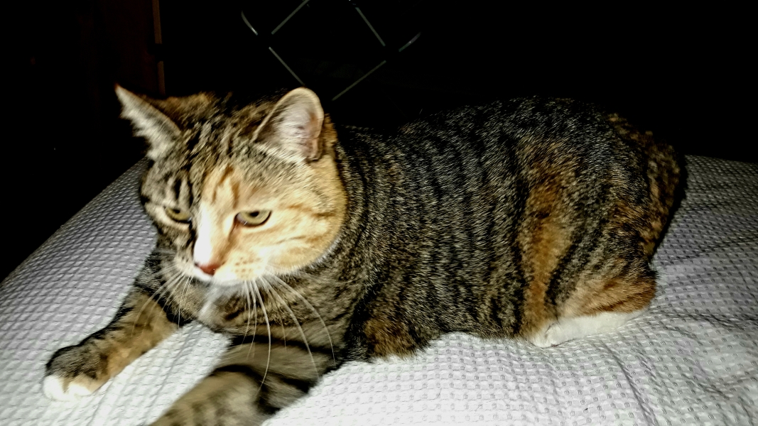 Hundreds of cats, thousands of cats, millions and billions and trillions of cats