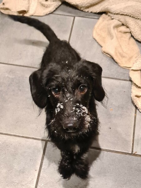 Why my dog is sad