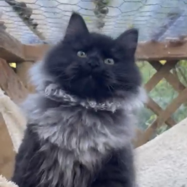 We are getting a cat! Name ideas and advice please 