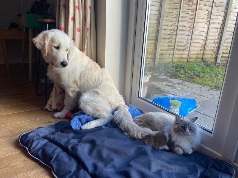 Puppy Survival Thread - as we approach Fireworks night for the first time…