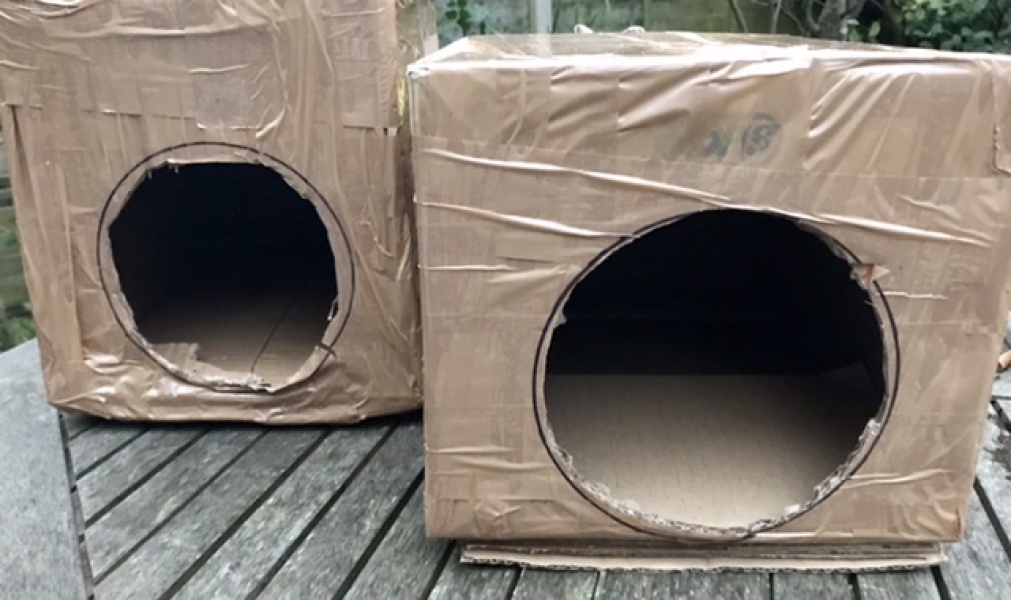 To tell you a bit about Hedgehogs?