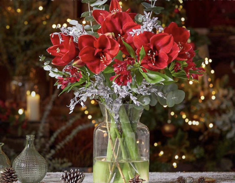 Festive bunch of amaryllis blooms free from Freddie’s Flowers