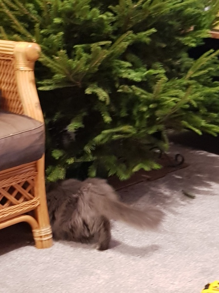 Hundreds of cats, thousands of cats, millions and billions and trillions of cats